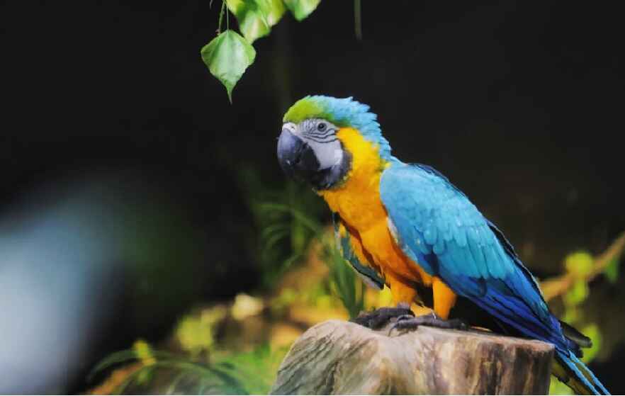 santhigirifest_birdspark